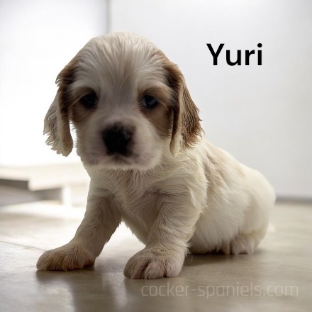 puppy, for, sale, Cocker Spaniel, Joe & Cherri  Overlease, dog, breeder, Miller, MO, dog-breeder, puppy-for-sale, forsale, nearby, find, puppyfind, locator, puppylocator, aca